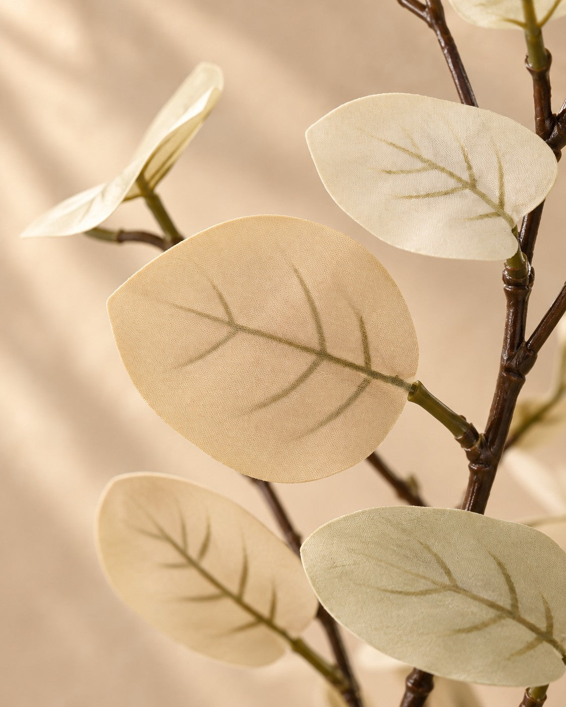 Close-up van het blad van de Kunstplant Eucalyptus wit (Eucalyptus sp.)