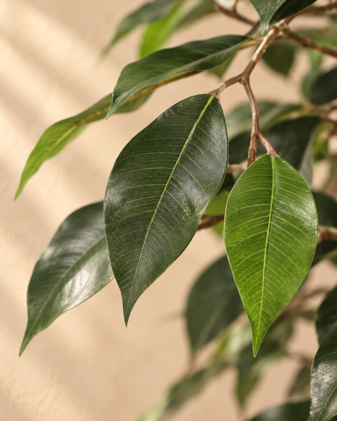 Close-up van het blad van de Kunstplant Ficus Benjamina