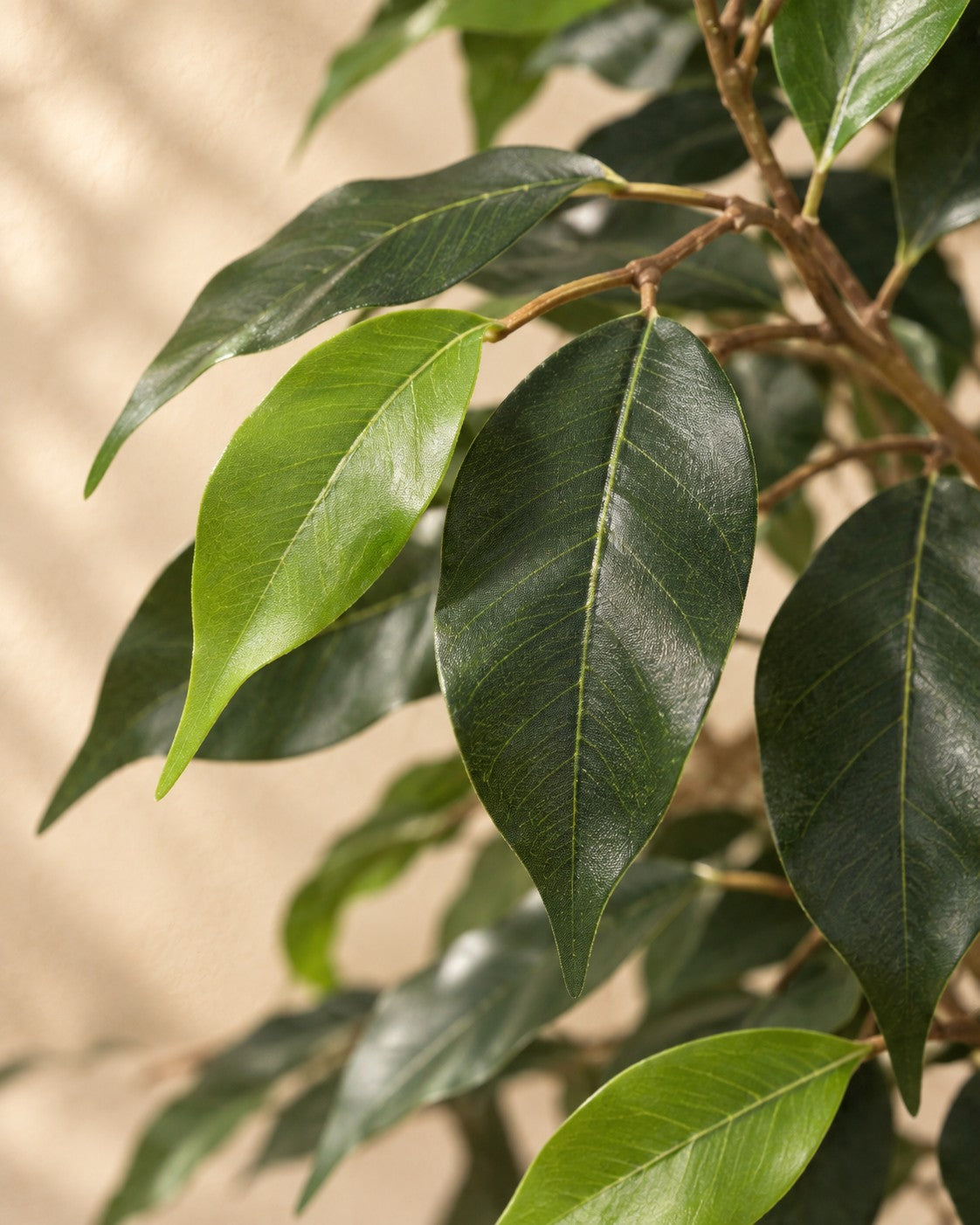 Zbliżenie liści Sztuczna roślina Ficus Benjamina