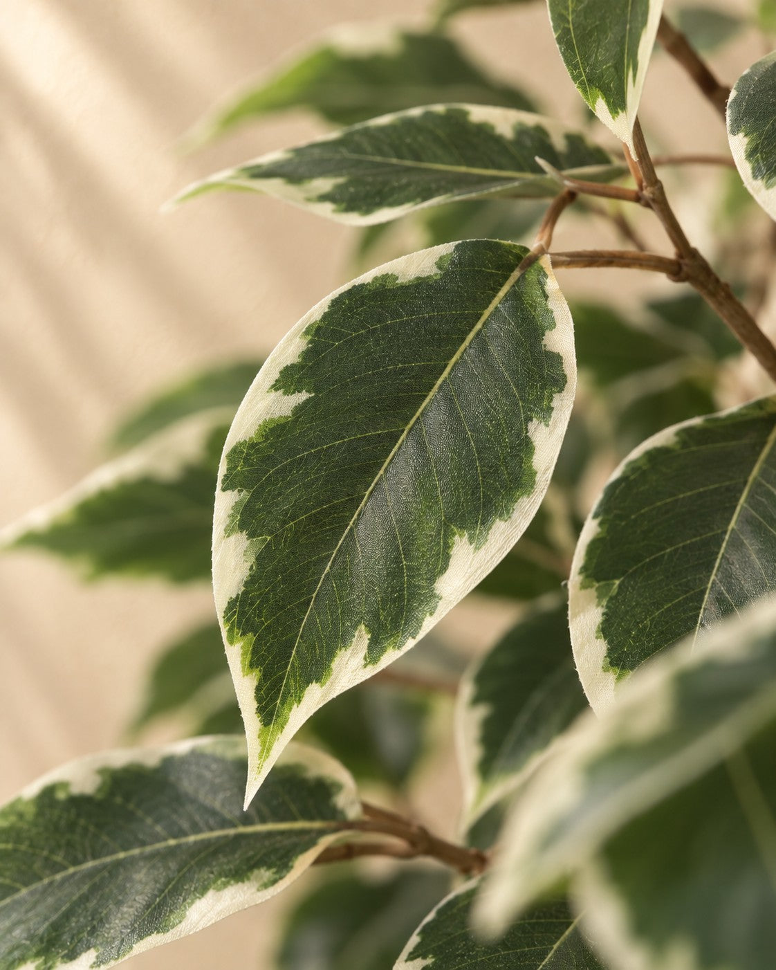 Zbliżenie liści Sztuczna roślina Ficus Benjamina Variegata (Ficus benjamina 'Variegata')
