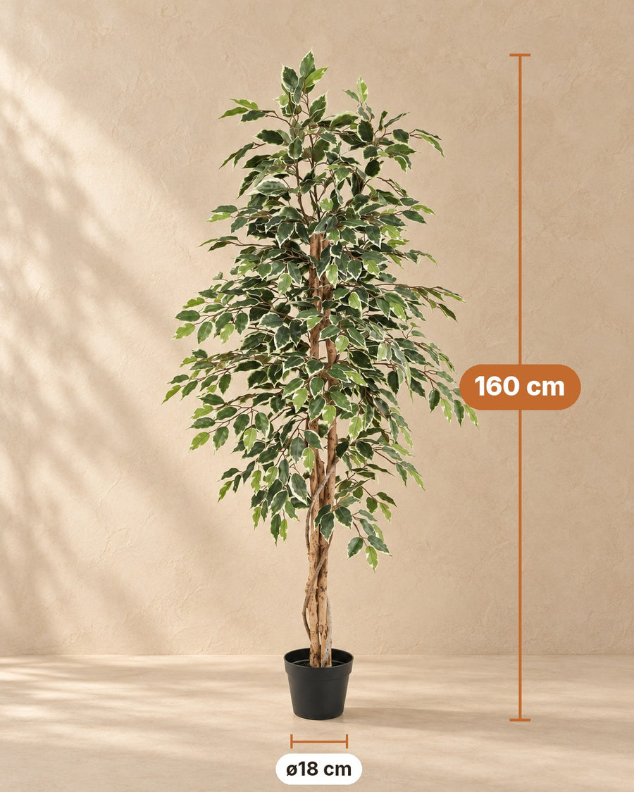 Kunstplant Ficus Benjamina Variegata 160cm - ø18