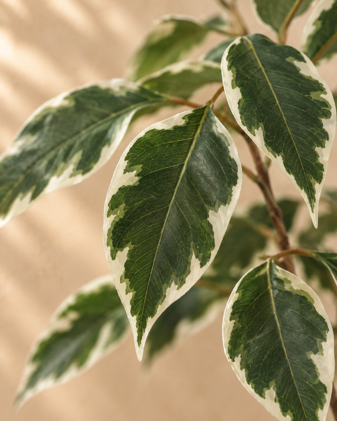 Zbliżenie liści Sztuczna roślina Ficus Benjamina Variegata (Ficus benjamina 'Variegata')