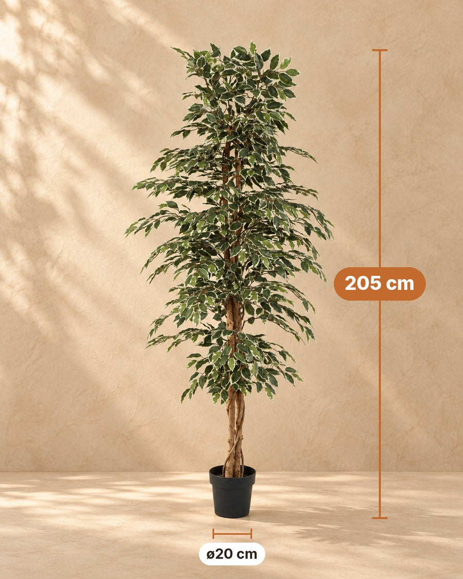 Kunstplant Ficus Benjamina Variegata 205cm - ø20