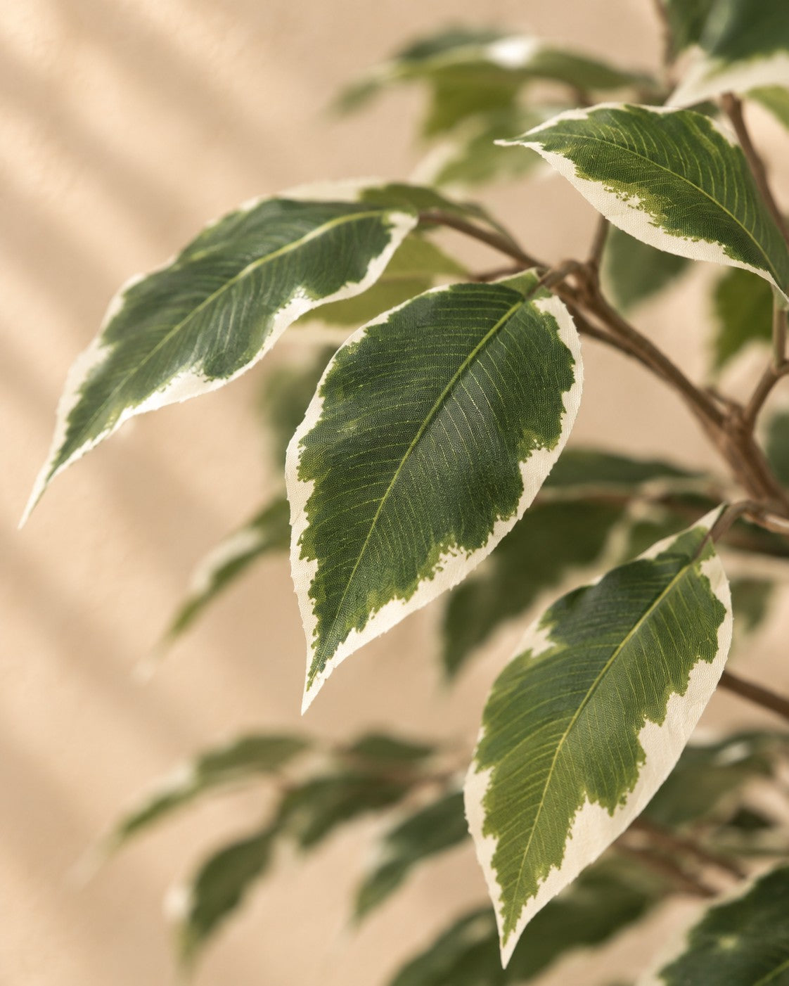 Zbliżenie liści Sztuczna roślina Ficus Benjamina Variegata (Ficus benjamina 'Variegata')