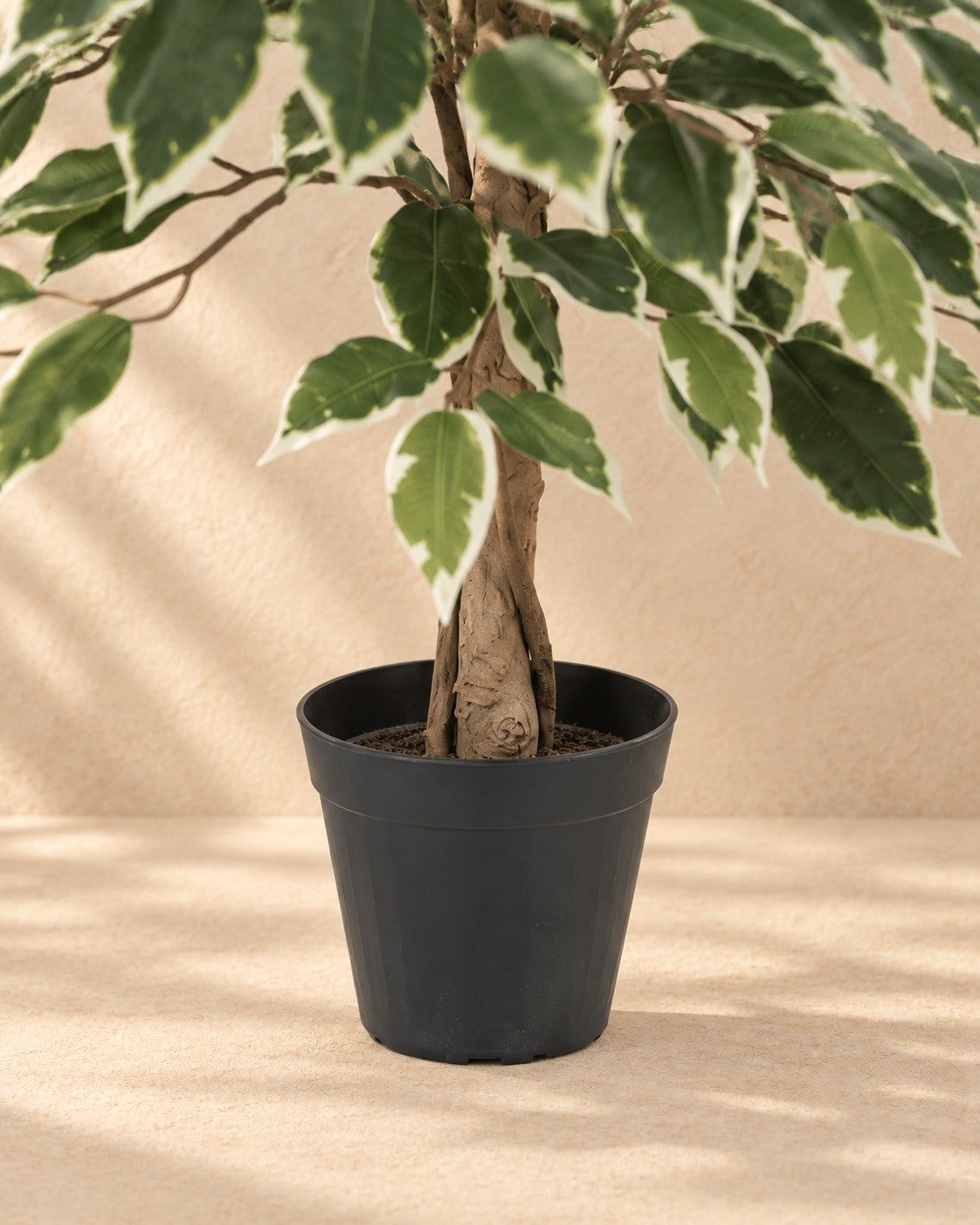 Onderste deel van de Kunstplant Ficus Benjamina Variegata (Ficus benjamina 'Variegata') met de pot