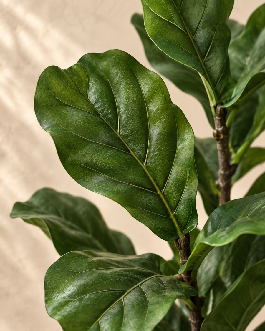 Kunstplant Ficus lyrata (vioolblad ficus), 150 cm hoog