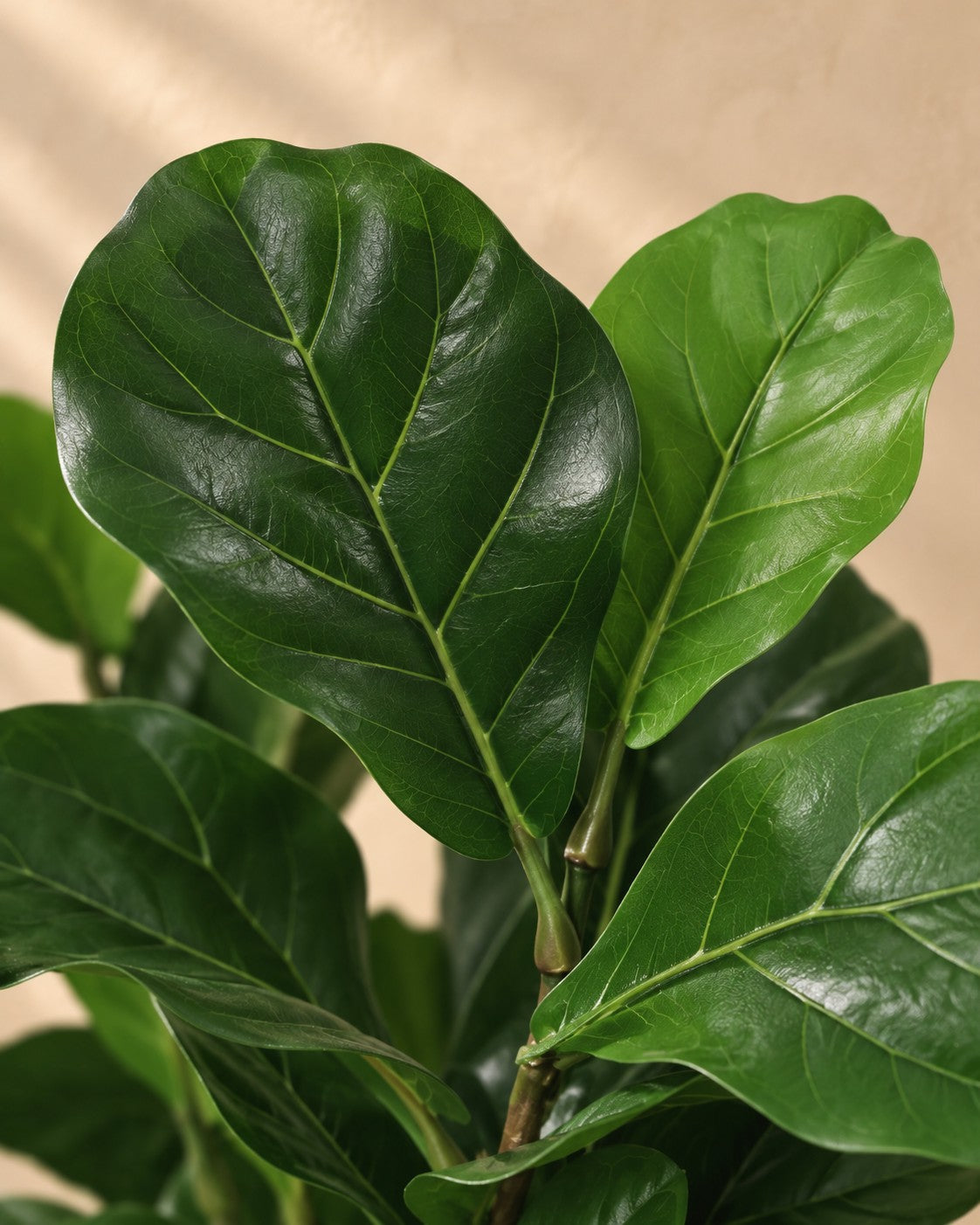 Close-up van het blad van de Kunstplant Ficus Lyrata