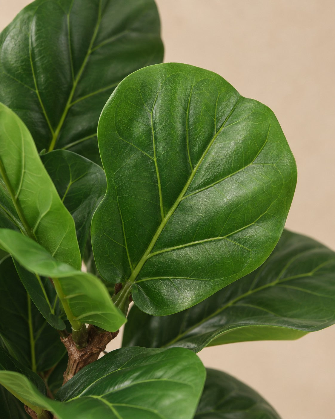 Close-up van het blad van de Kunstplant Ficus Lyrata