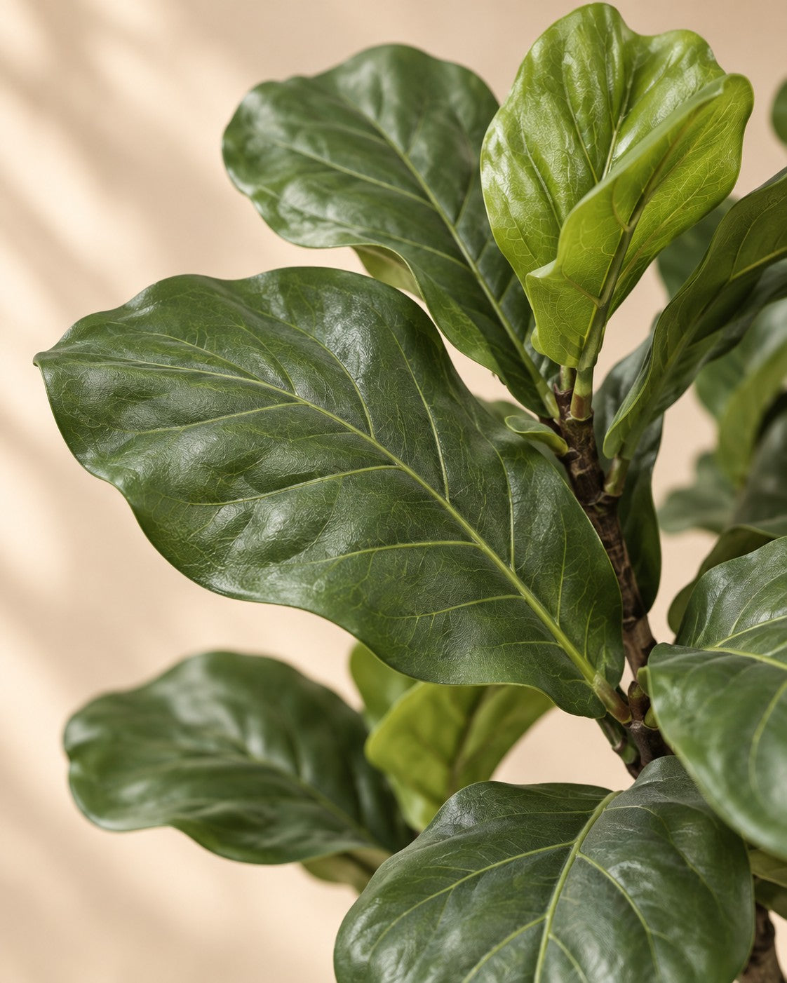 Zbliżenie liści Sztuczna roślina Ficus lyrata
