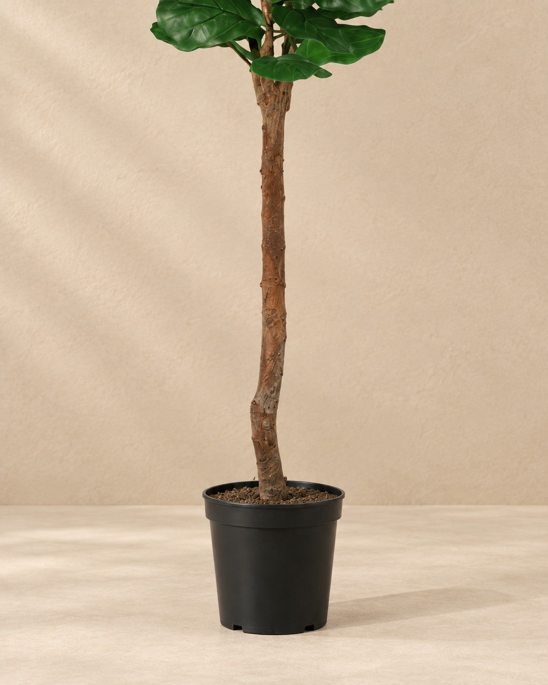 Onderste deel van de Kunstplant Ficus Lyrata met de pot
