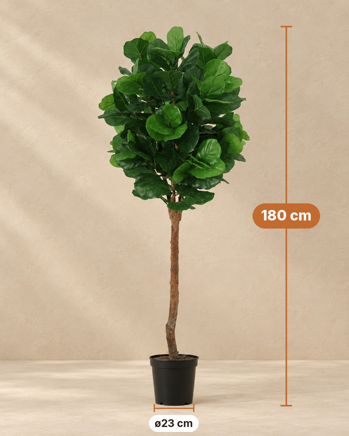 Afmetingen Kunstplant Ficus Lyrata: 180 cm hoog, pot ø23 cm