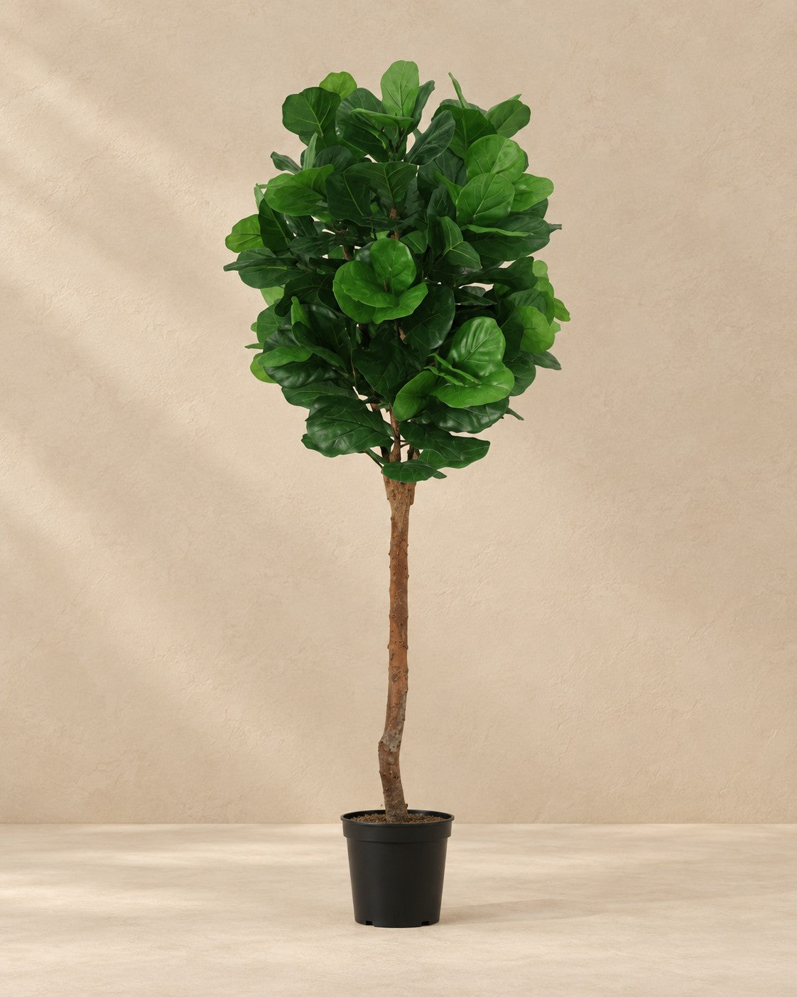 Kunstplant Ficus Lyrata van 180 cm hoog in pot van 23 cm