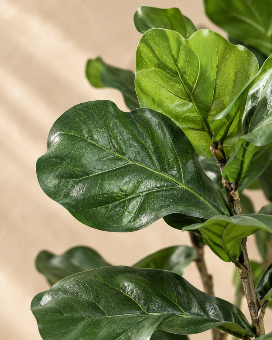 Kunstplant Ficus lyrata 210 cm