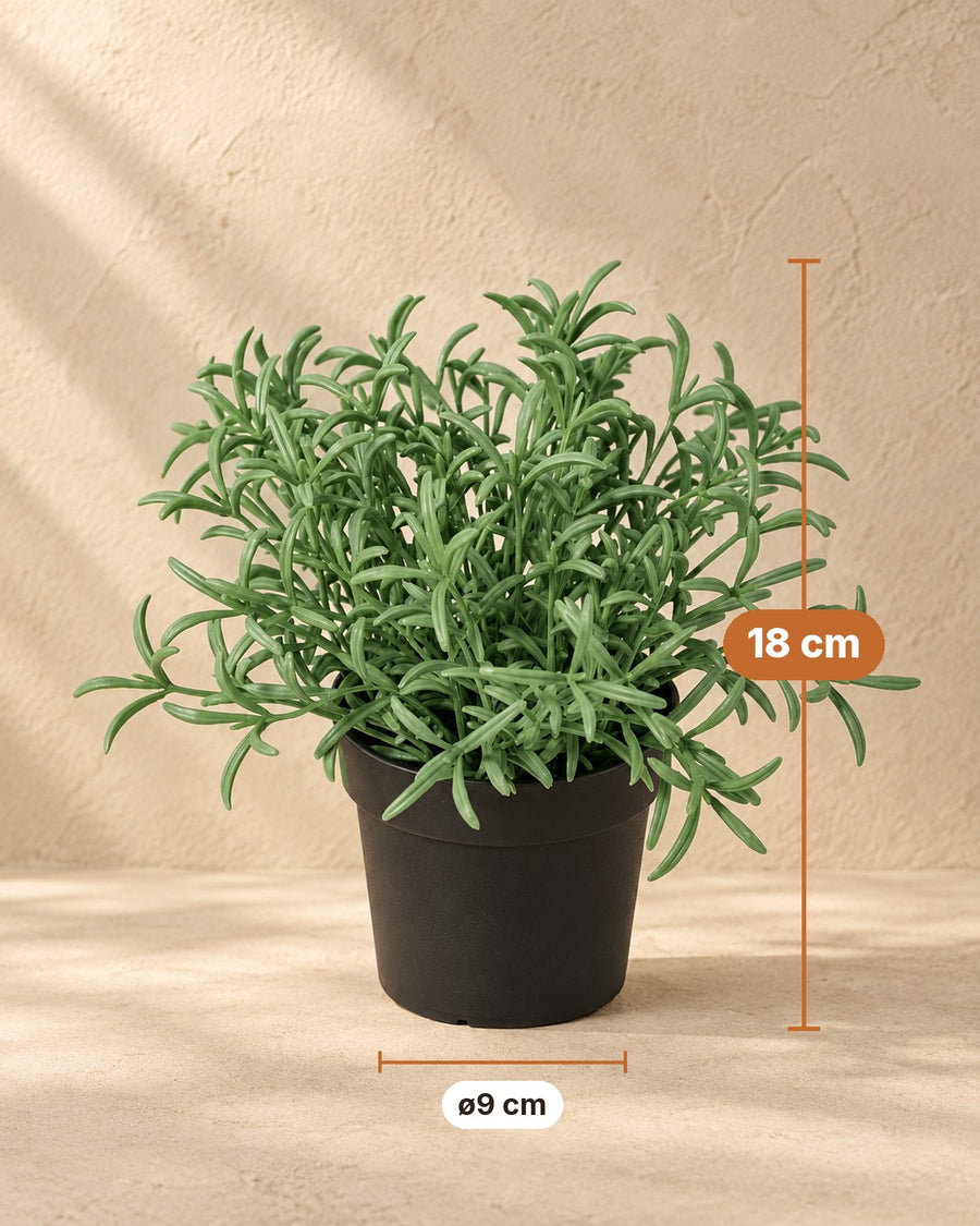 Kunstplant Helichrysum Italicum 18cm - ø9