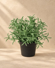 Kunstplant Helichrysum Italicum van 18 cm hoog in pot van 9 cm