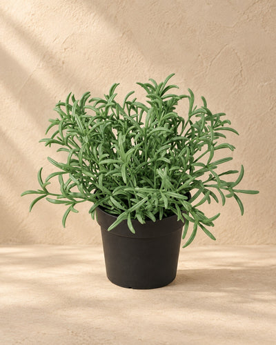 Kunstplant Helichrysum Italicum van 18 cm hoog in pot van 9 cm