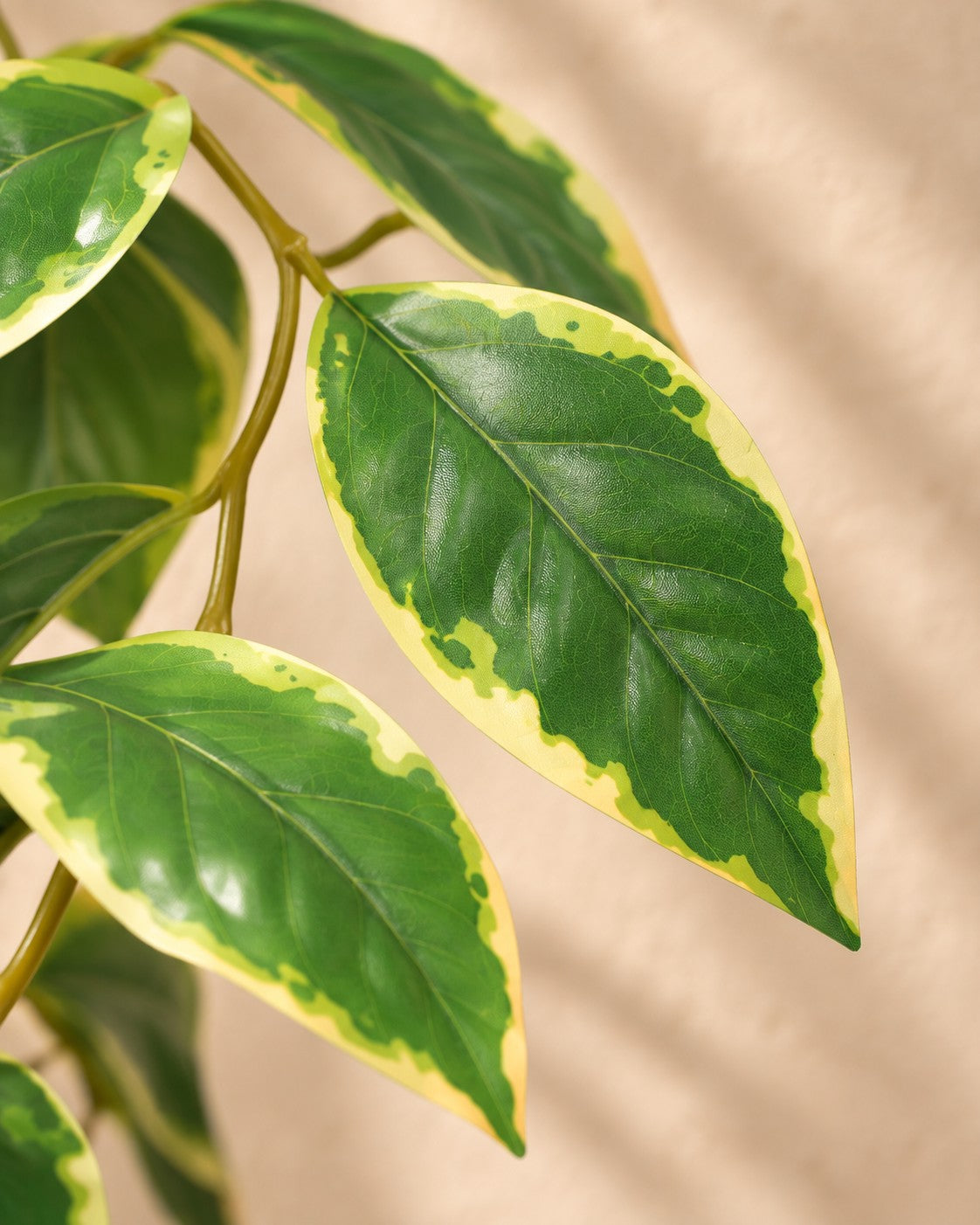 Zbliżenie liści Sztuczna roślina Hoya Variegata (Hoya carnosa)