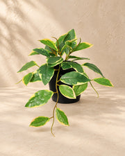 Kunstpflanze Hoya Variegata (Hoya carnosa), 23 cm hoch im Topf von 9 cm