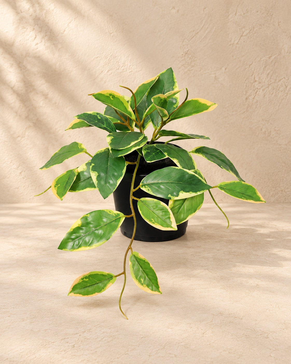 Kunstpflanze Hoya Variegata (Hoya carnosa), 23 cm hoch im Topf von 9 cm