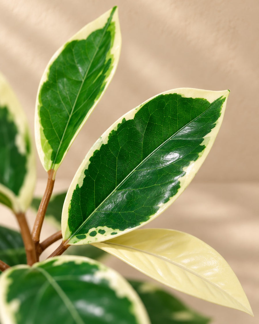 Kunstig plante Hoya Variegata 25cm - ø9