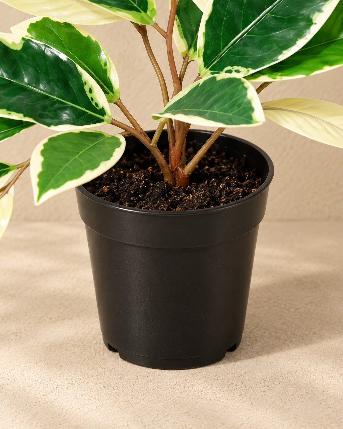 Nederste del af Kunstig plante Hoya Variegata (Hoya carnosa) med potten