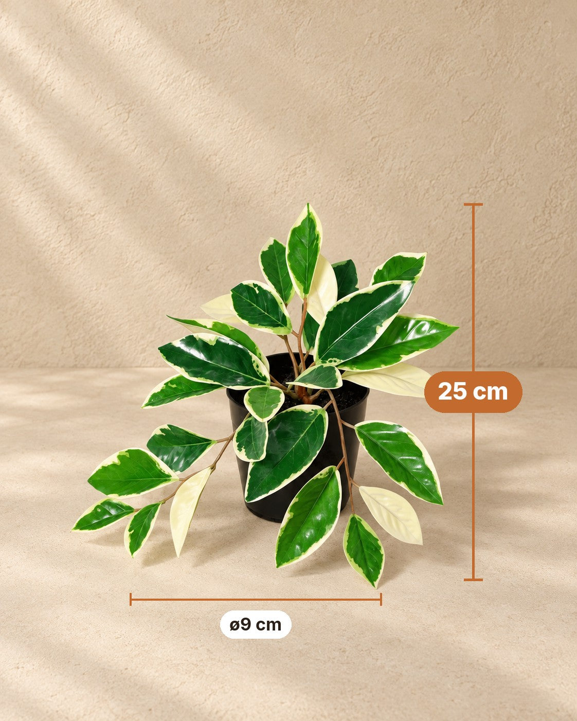 Mål Kunstig plante Hoya Variegata: 25 cm høj, potte ø9 cm
