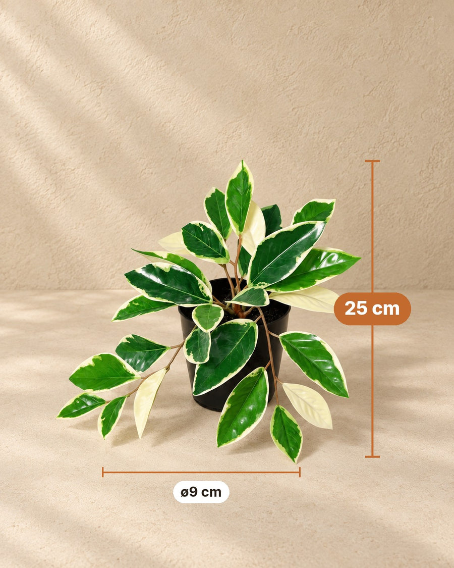 Kunstig plante Hoya Variegata 25cm - ø9