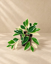 Kunstig plante Hoya Variegata (Hoya carnosa), 25 cm høj i en 9 cm potte