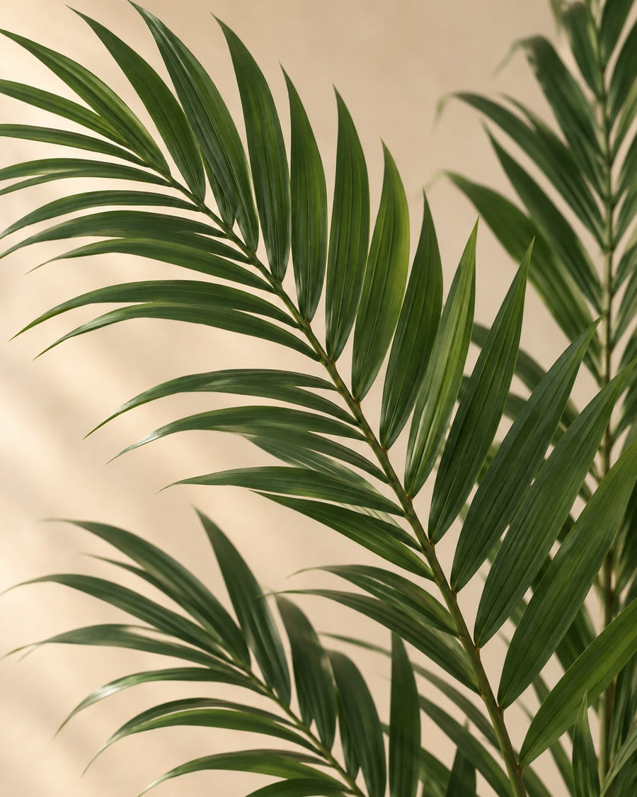 Kunstplant Kentiapalm (Howea forsteriana), 150 cm hoog