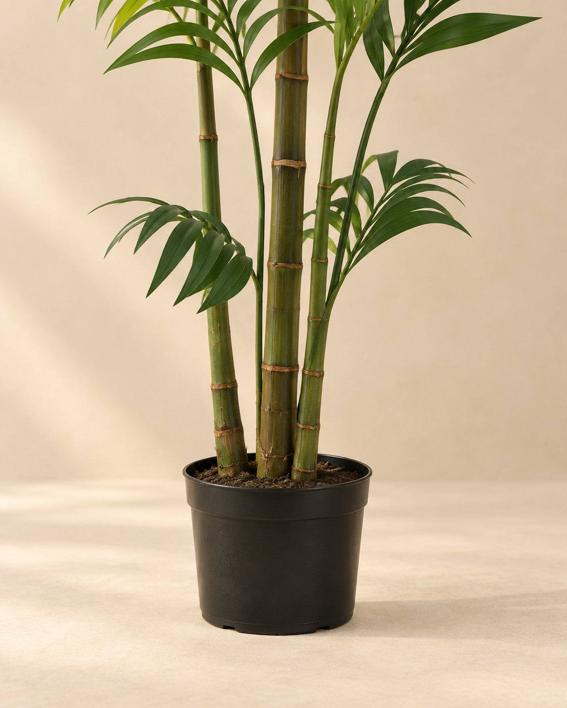 Onderste deel van de Kunstplant Kentiapalm (Howea forsteriana) met de pot