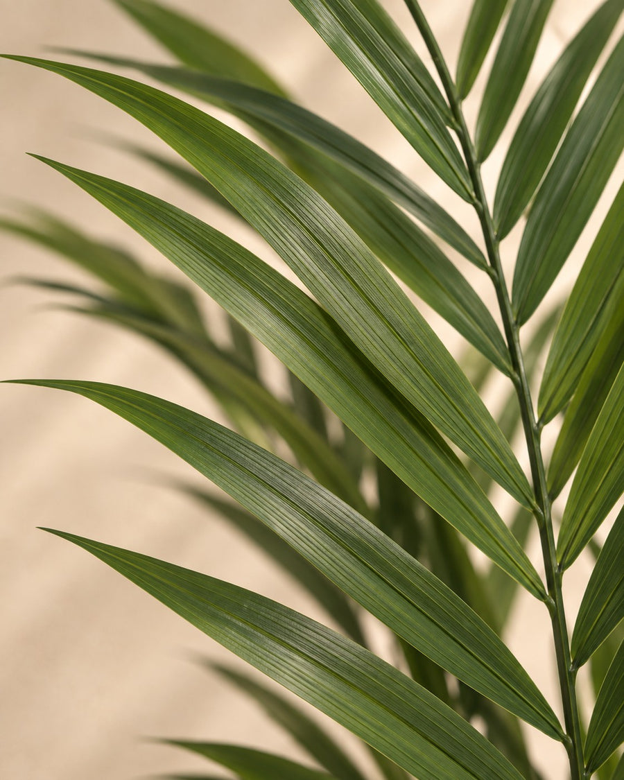 Kunstplant Kentiapalm (Howea forsteriana), 180 cm hoog