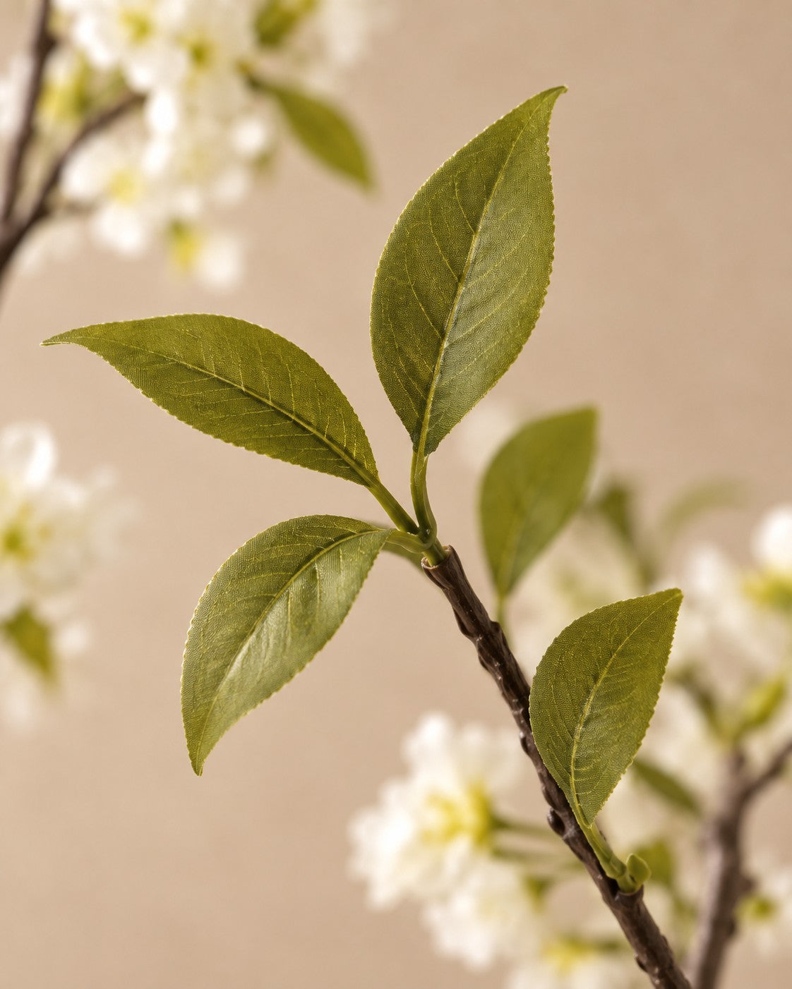 Zbliżenie liści Sztuczna roślina kwiat wiśni (Prunus sp.)