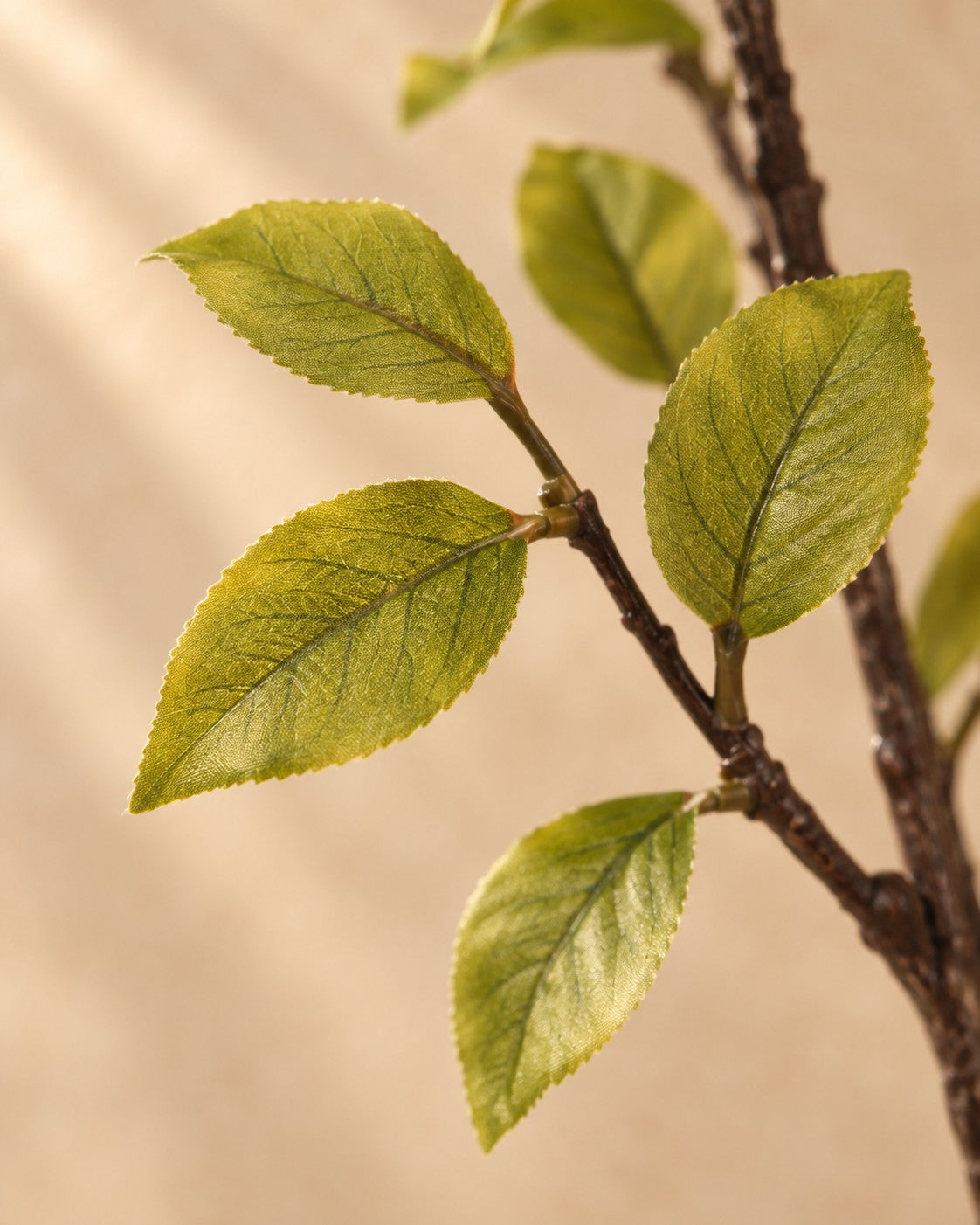Close-up van het blad van de Kunstplant kersenbloesem roze (Prunus sp.)