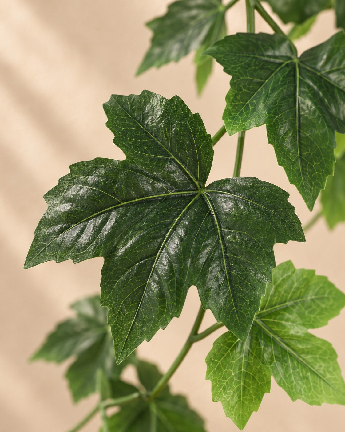 Zbliżenie liści Sztuczna roślina Bluszcz wisząca (Hedera helix)
