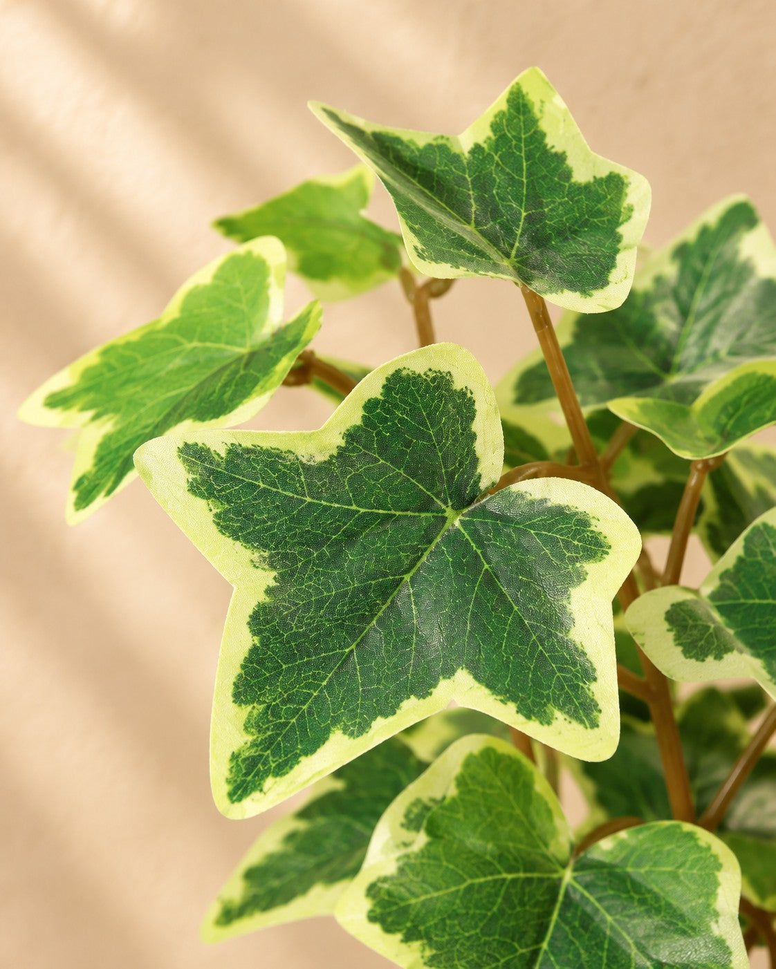 Zbliżenie liści Sztuczna roślina Bluszcz biały pstrokaty (Hedera helix)