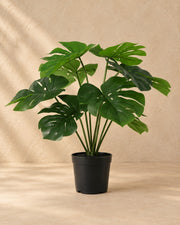 Kunstplant Monstera Deliciosa inclusief witte pot van 50 cm hoog in pot van 15 cm