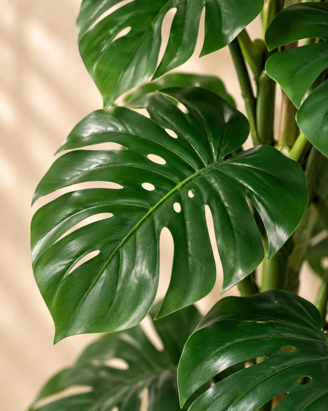 Close-up van het blad van de Kunstplant Monstera Monkey Leaf (Monstera adansonii)