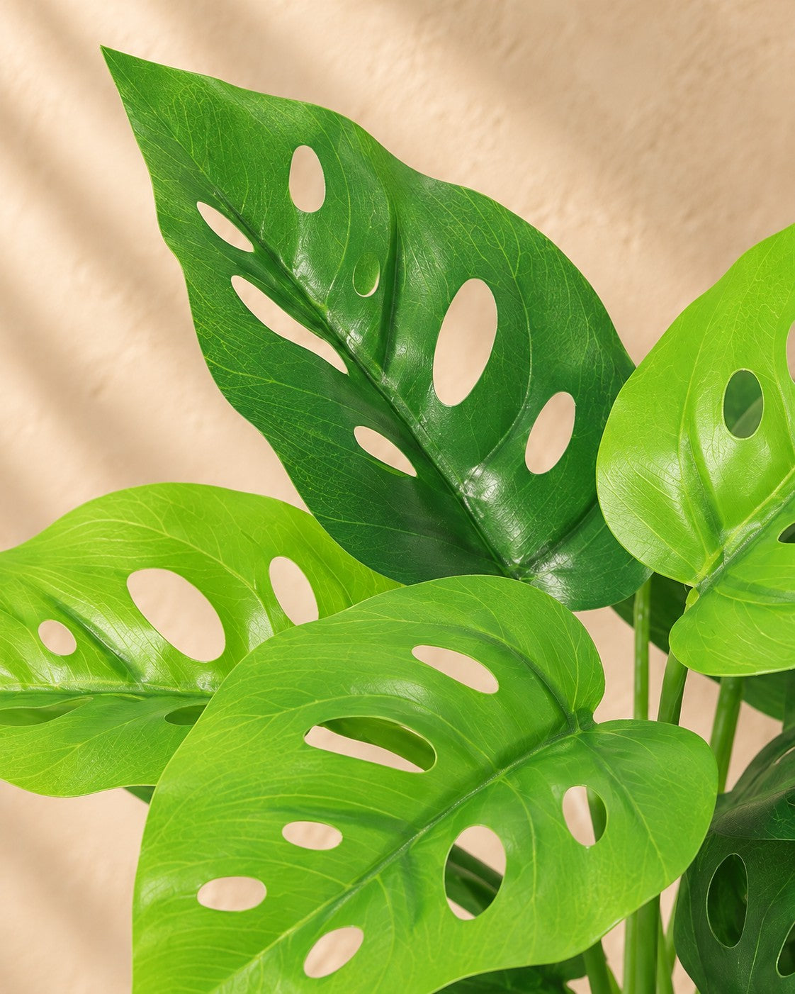 Zbliżenie liści Sztuczna roślina Monstera Monkey Leaf (Monstera adansonii)