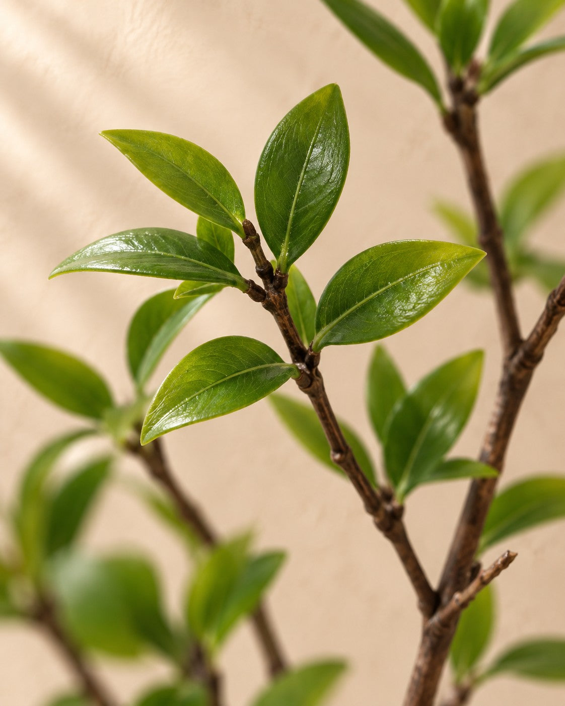 Zbliżenie liści Sztuczna roślina Myrtus (Myrtus communis)