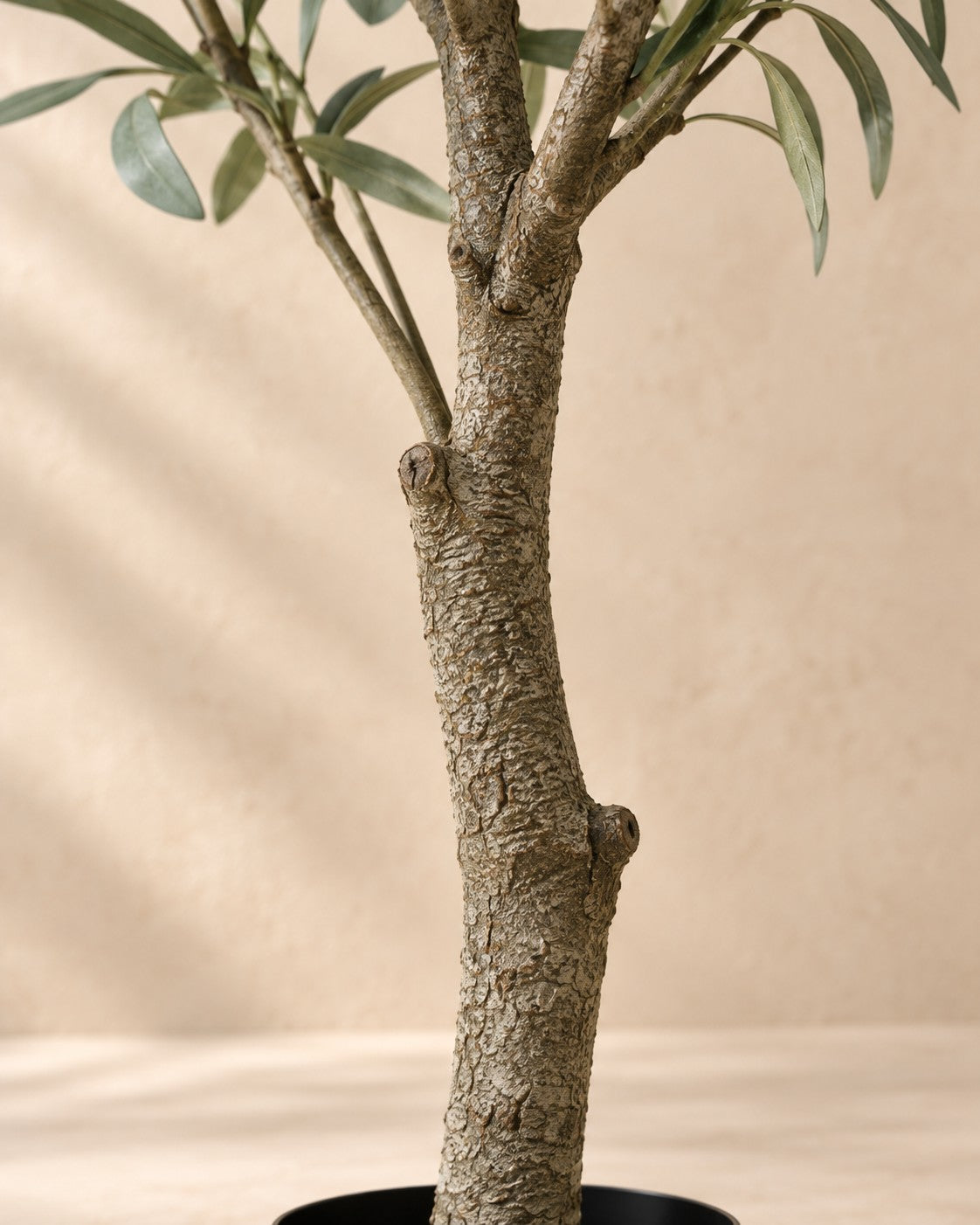 Close-up of the trunk of the Artificial olive tree (Olea europaea)