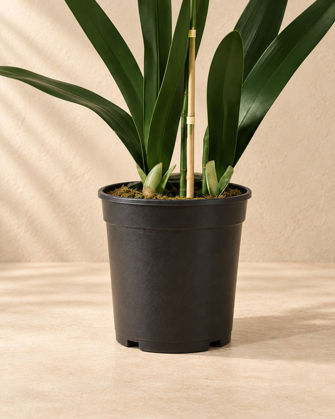 Lower part of the Artificial plant Phalaenopsis orchid including pot (Phalaenopsis sp.) with its pot