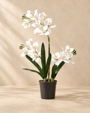 Artificial plant Phalaenopsis orchid including pot (Phalaenopsis sp.), 71 cm tall in a 17 cm pot