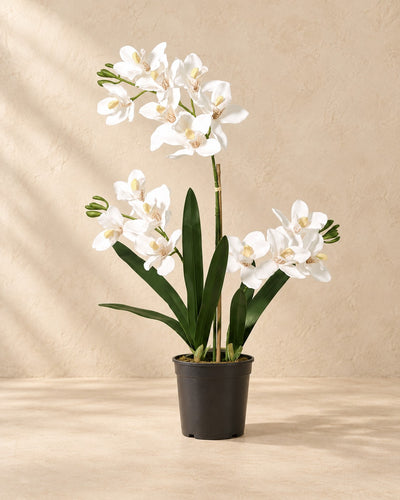 Artificial plant Phalaenopsis orchid including pot (Phalaenopsis sp.), 71 cm tall in a 17 cm pot
