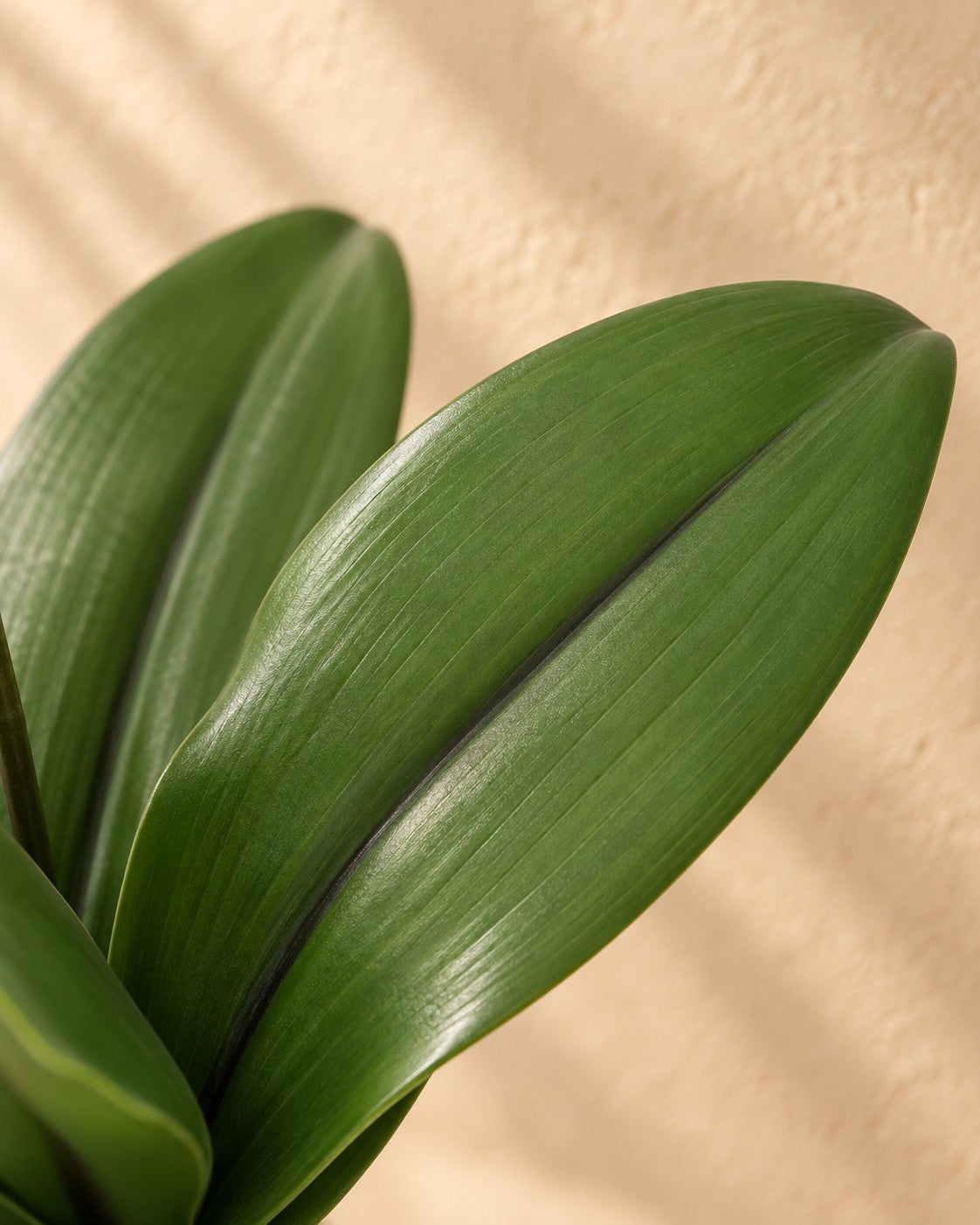 Close-up van het blad van de Kunstplant Phalaenopsis Orchidee paars (Phalaenopsis sp.)