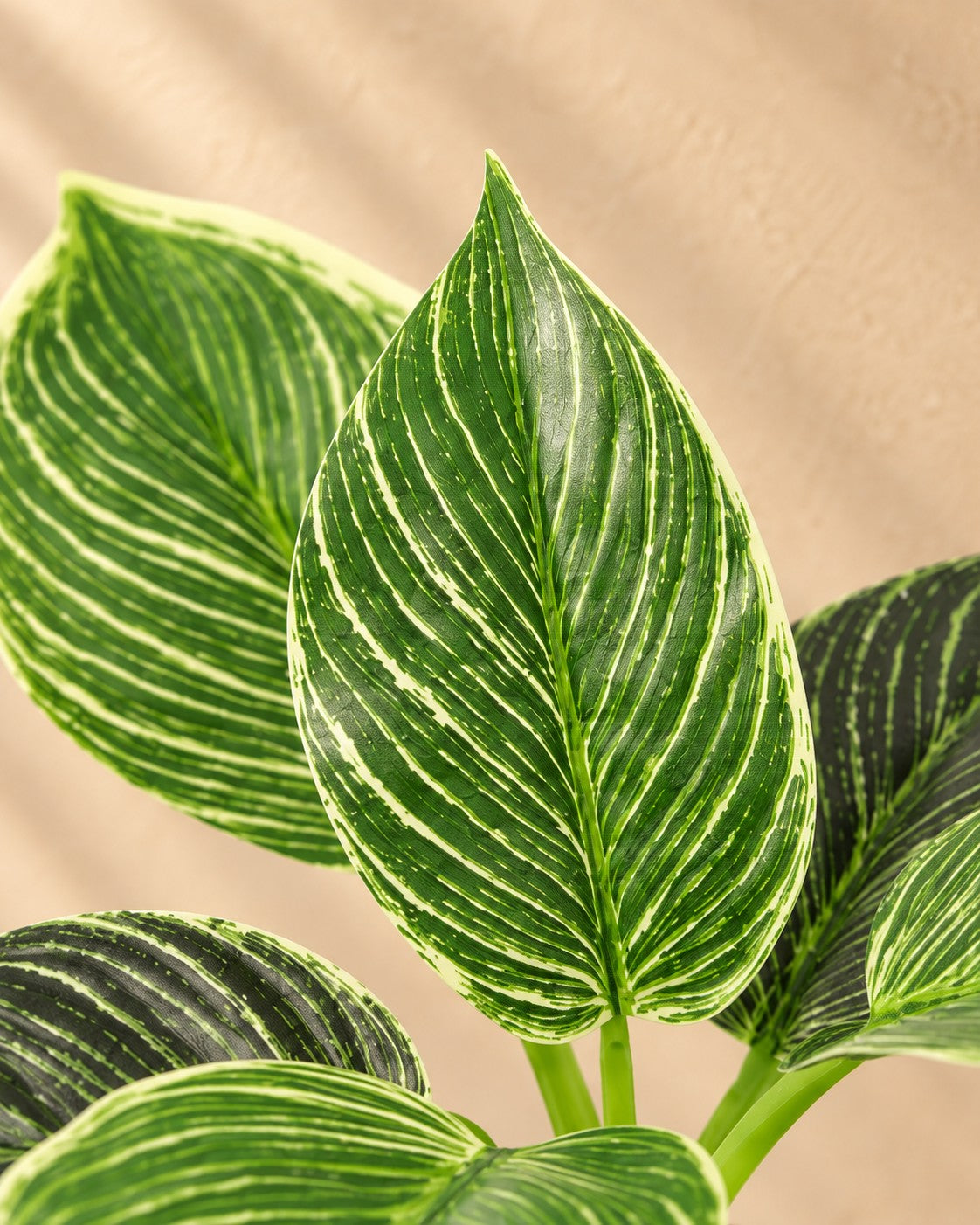 Zbliżenie liści Sztuczna roślina Philodendron Birkin (Philodendron 'Birkin')