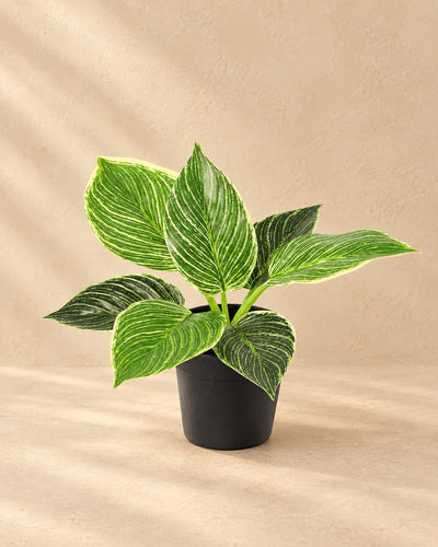 Kunstplant Philodendron Birkin (Philodendron 'Birkin') van 20 cm hoog in pot van 9 cm