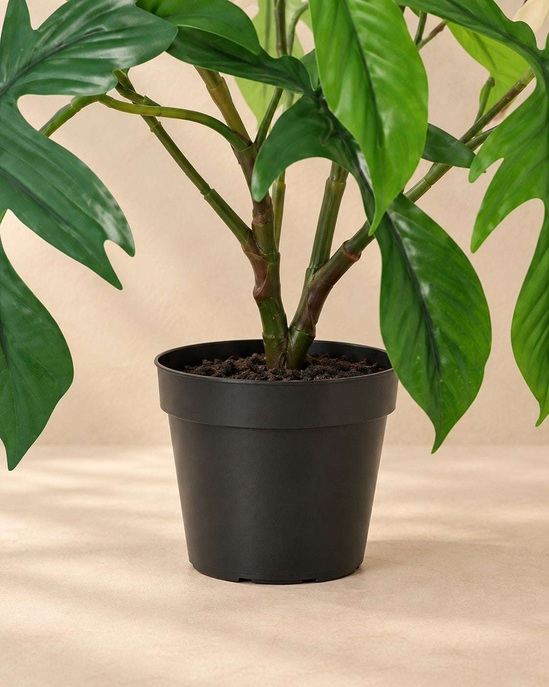 Onderste deel van de Kunstplant Philodendron Florida (Philodendron 'Florida') met de pot