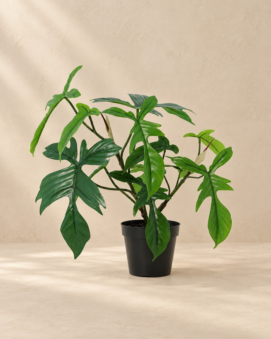 Kunstig plante Philodendron Florida (Philodendron 'Florida'), 44 cm høj i en 12 cm potte