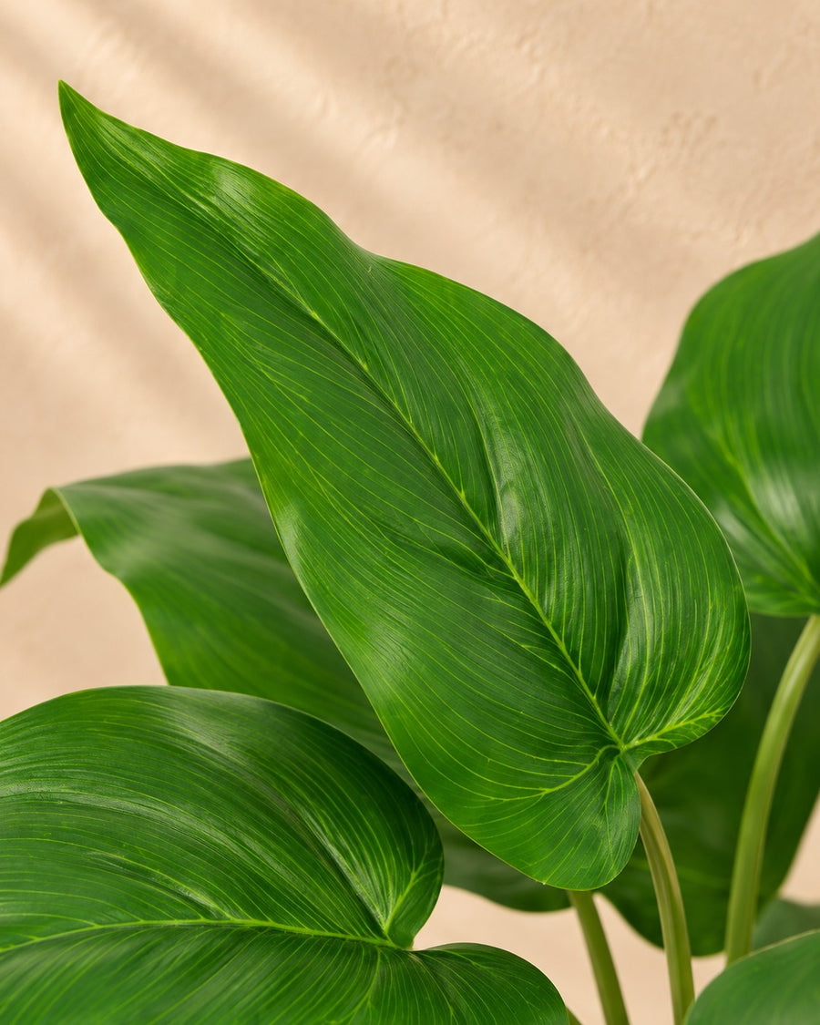 Kunstplant Philodendron Imperial Green 25cm - ø9
