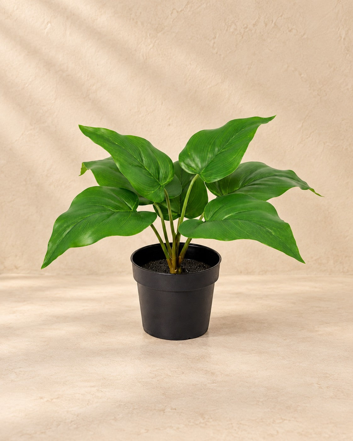 Sztuczna roślina Philodendron Imperial Green (Philodendron 'Imperial Green'), wysokość 25 cm, w doniczce 9 cm